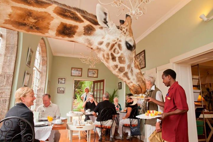 Giraffe Manor