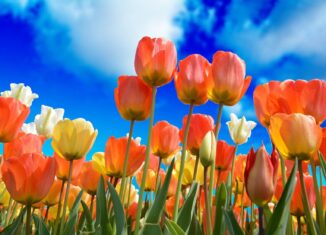 Der Luxus einen Garten zu besitzen