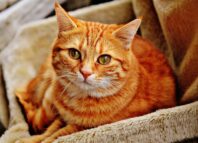 Warum ist qualitativ hochwertiges Katzenfutter wichtig?