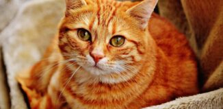 Warum ist qualitativ hochwertiges Katzenfutter wichtig?