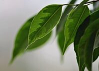 Grüne Akzente ohne Pflegeaufwand: So finden Sie die perfekte Kunstpflanze