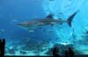 Georgia Aquarium, Atlanta – Der Gigant unter den Aquarien