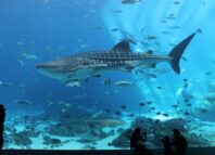Georgia Aquarium, Atlanta – Der Gigant unter den Aquarien