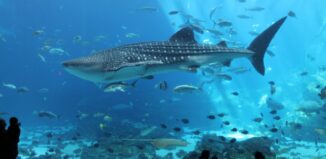 Georgia Aquarium, Atlanta – Der Gigant unter den Aquarien