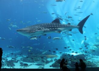Georgia Aquarium, Atlanta – Der Gigant unter den Aquarien