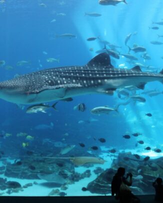 Georgia Aquarium, Atlanta – Der Gigant unter den Aquarien