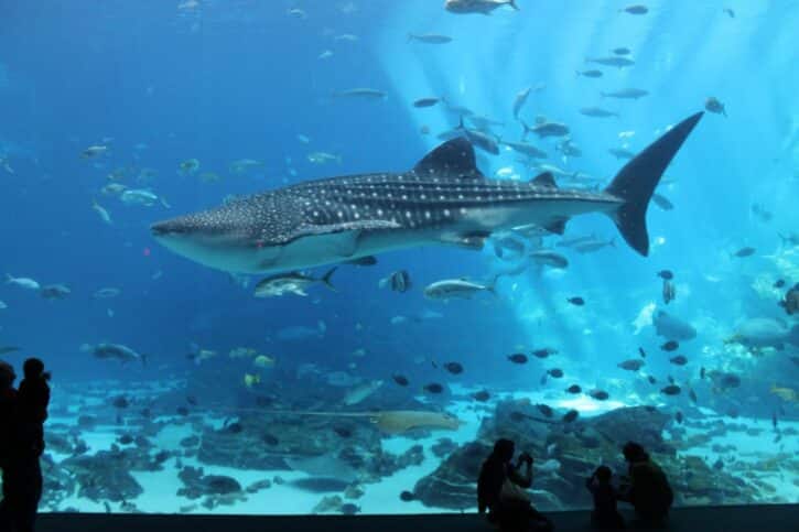 Georgia Aquarium, Atlanta – Der Gigant unter den Aquarien